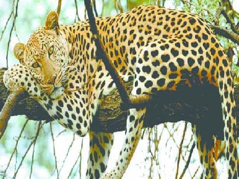 Gdnian forest edge leopard appeared, the villagers panic